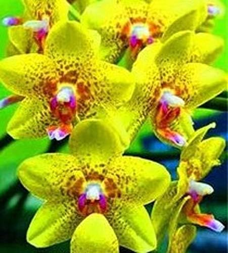 Portal Cool Semi di orchidea Gialla Cymbidium Orchid 80 semi - Compra 4 articoli Spedizione gratuita